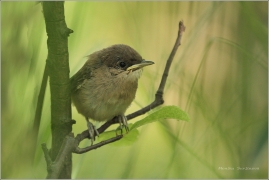 <p>RÁKOSNÍK OBECNÝ (Acrocephalus scirpaceus) /Eurasian reed warbler – Teichrohrsänger/</p>